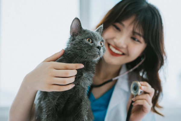 The female veterinarian is doing routine physical exams for the cat