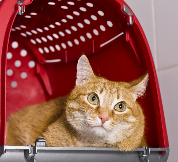 image for Cats in the Car: Tips for an easier trip to the veterinarian