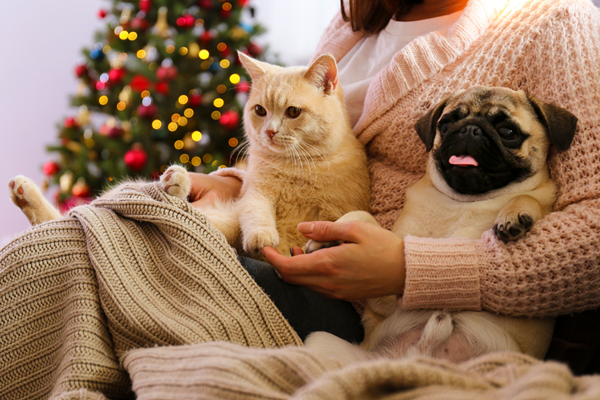 image for Great Holiday Gift Ideas for Your Pets